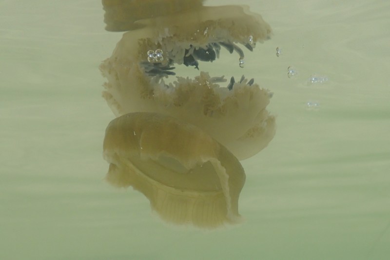 jelly