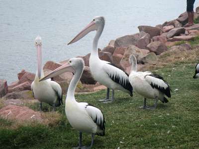 m_IMG_1182.jpg