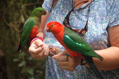 m_DSC_9424 M&F King Parrot.jpg