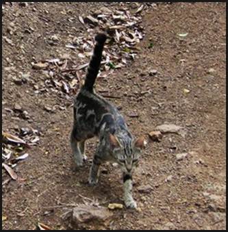 Description: Description: C:\Users\Cheryl\Desktop\Yasawas\Blue Lagoon Walk\small photos\m_IMG_8562.jpg