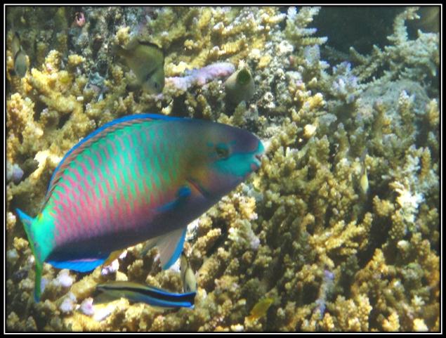 Description: C:\Users\Cheryl\Desktop\Gili Lawa Law\UnderH2O Gili law\IMG_4815.JPG