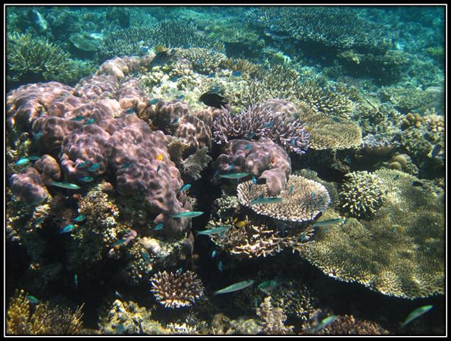 Description: C:\Users\Cheryl\Desktop\Gili Lawa Law\UnderH2O Gili law\IMG_4768.JPG