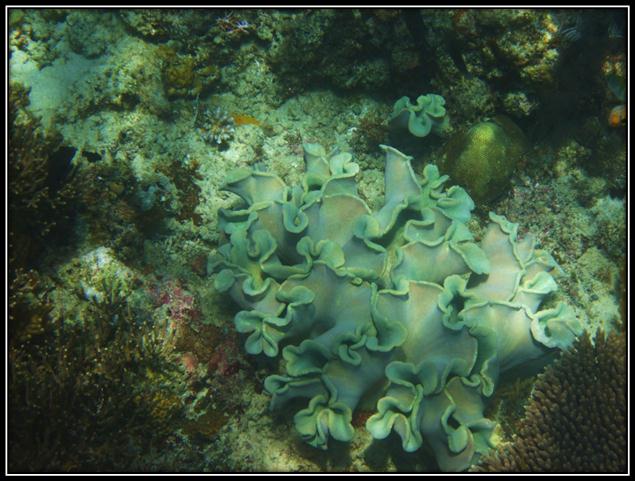 Description: C:\Users\Cheryl\Desktop\Gili Lawa Law\UnderH2O Gili law\IMG_4822.JPG