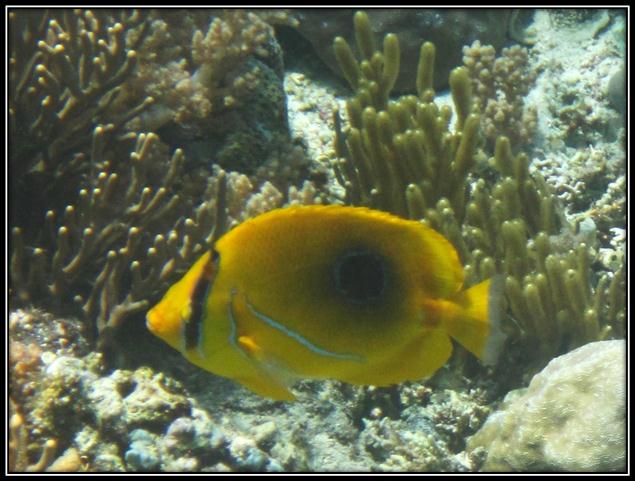 Description: C:\Users\Cheryl\Desktop\Gili Lawa Law\UnderH2O Gili law\IMG_4806.JPG