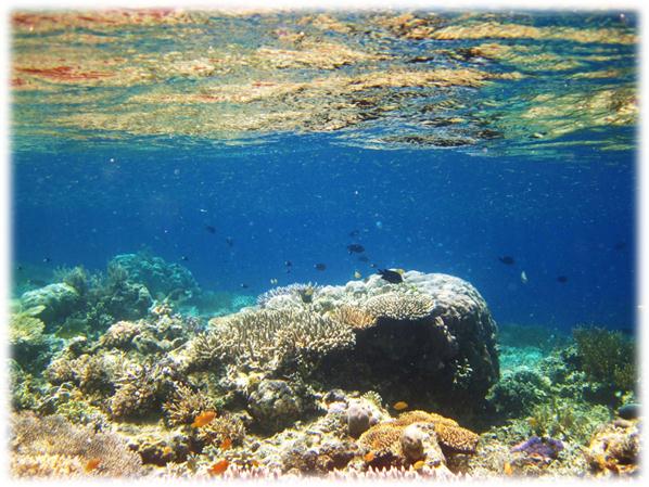 Description: C:\Users\Cheryl\Desktop\Gili Lawa Law\UnderH2O Gili law\IMG_4747.JPG