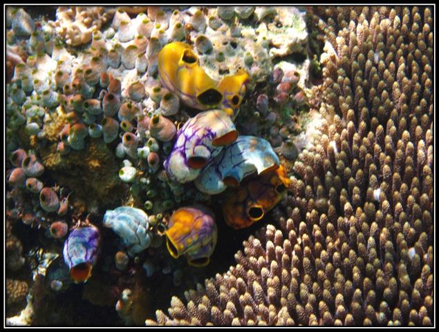 Description: C:\Users\Cheryl\Desktop\Gili Lawa Law\UnderH2O Gili law\IMG_4755.JPG