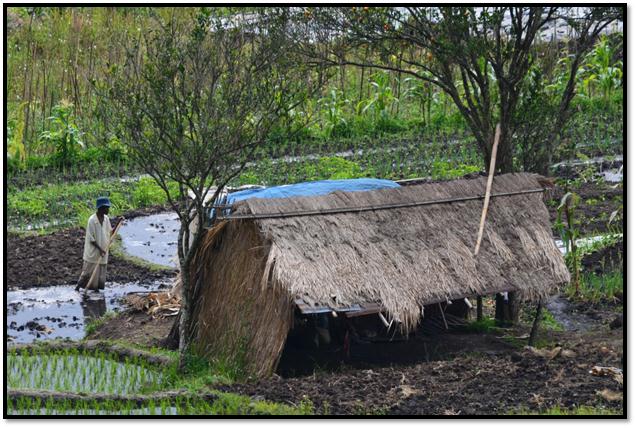 Description: C:\Users\Cheryl\Desktop\Indonesia\Flores Island\Three Lakes & Market\DSC_0099.JPG