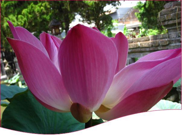 Description: C:\Users\Cheryl\Desktop\Indonesia\Lotus Flowers\IMG_0469 (2).JPG