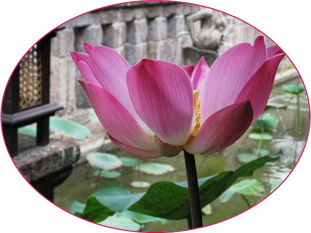 Description: C:\Users\Cheryl\Desktop\Indonesia\Lotus Flowers\IMG_0424.JPG