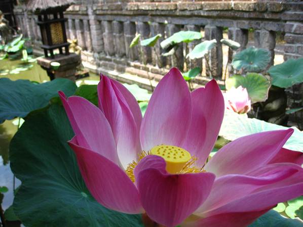 Description: Description: C:\Users\Cheryl\Desktop\Indonesia\Lotus Flowers\IMG_0470.JPG