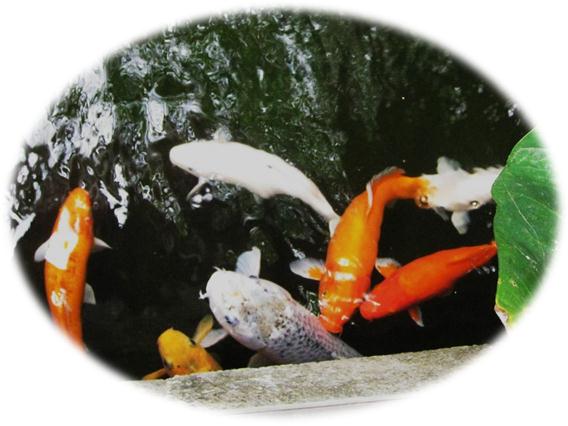Description: C:\Users\Cheryl\Desktop\Indonesia\Koi Fish\IMG_0406.JPG