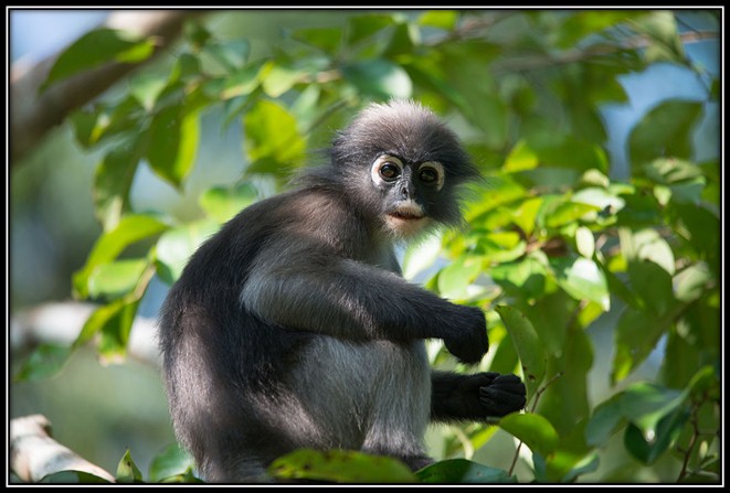 https://upload.wikimedia.org/wikipedia/commons/thumb/7/75/Dusky_leaf_monkey%2C_Trachypithecus_obscurus_-_Kaeng_Krachan_National_Park_%282%29.jpg/1024px-Dusky_leaf_monkey%2C_Trachypithecus_obscurus_-_Kaeng_Krachan_National_Park_%282%29.jpg