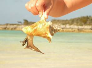 Exuma's, Bahama's 099