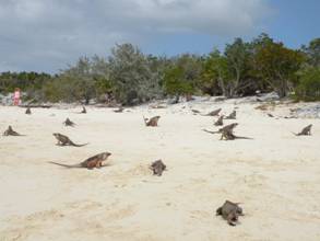 Exuma's, Bahama's 054