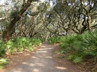 Cumberland island 009