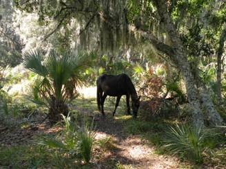 Cumberland island 062