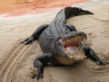 Miami; Alligator Farm 012