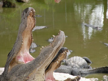 Miami; Alligator Farm 025