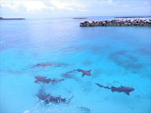 Highborne Cay 115