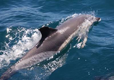 dolphins.jpg