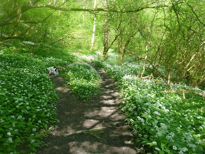 m_Wild Garlic 005.jpg