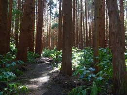PicoP1000326tree.jpg
