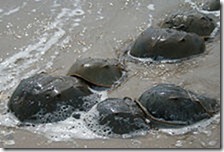 Horseshoe_crab_mating