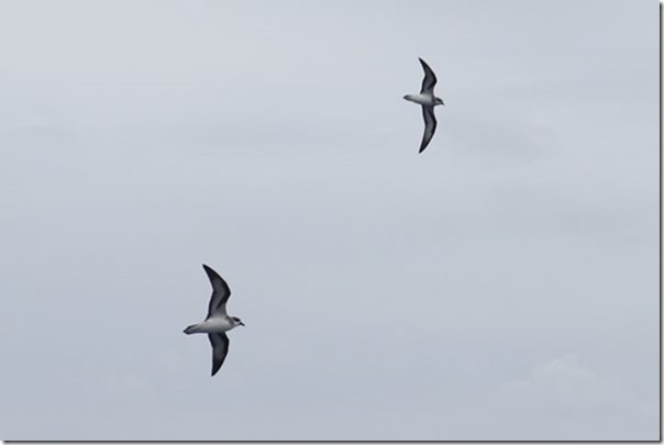 m_IMG_0955