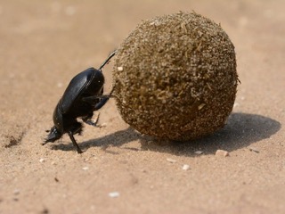 Dung Beetle