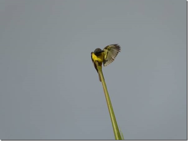 m_P1000386