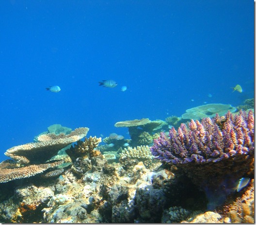 reef