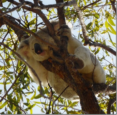 koala tree