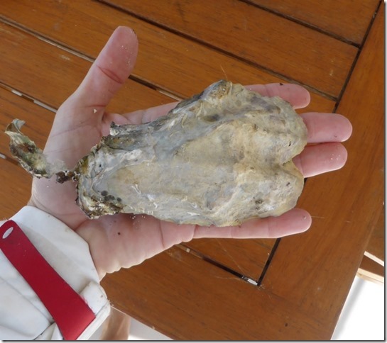 sm oysters