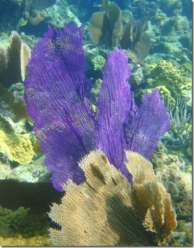 fan purple