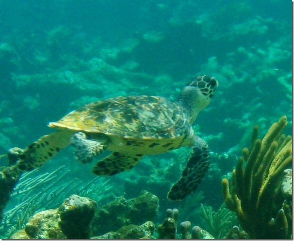 bl turtle