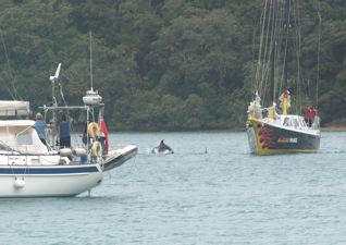 dolphins3.jpg dolphins3.jpg