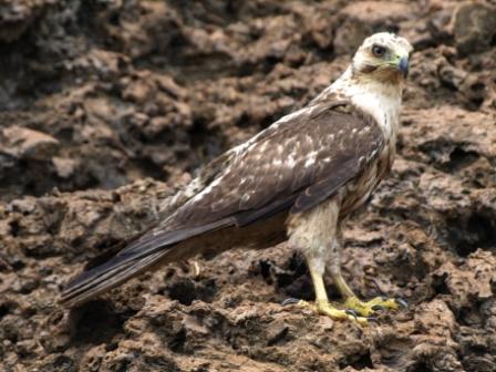 Hawk3.JPG