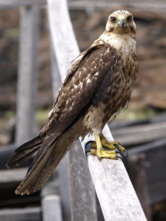 Hawk4.JPG