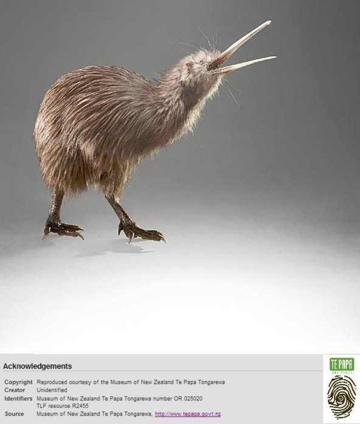 North Island Brown Kiwi